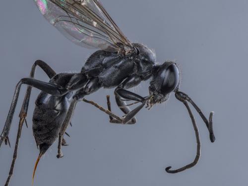 Auplopus carbonarius